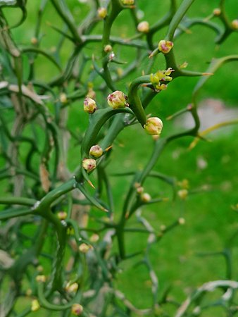 Trifoliata pączki kwiatowe 013.jpg