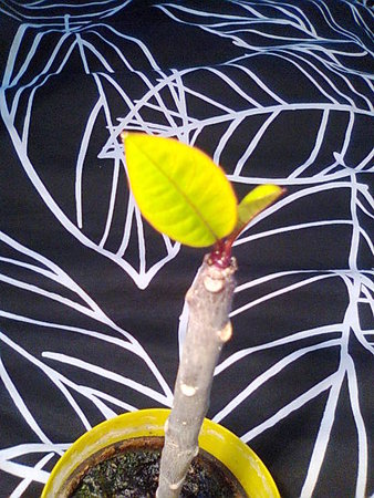 Uszy ;) Plumeria rubra.jpg