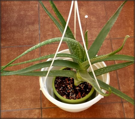 Aloes....jpg