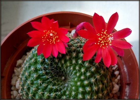 Rebutia minuscula.jpg