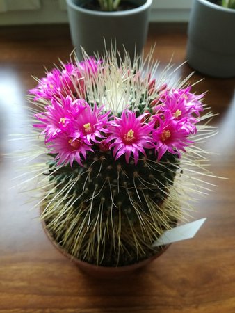 mammillaria un pico.jpg