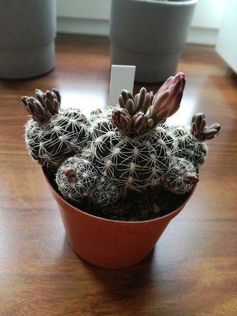 gymnocalycium bruchii.jpg