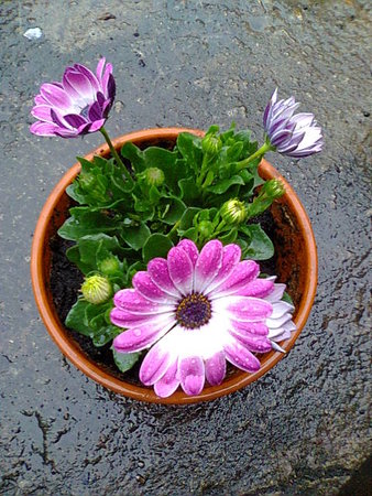 Osteospermum stokrotka afrykańska 1.jpg