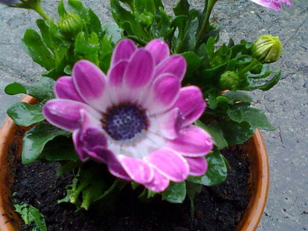 Osteospermum stokrotka afrykańska 2.jpg