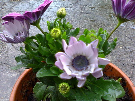 Osteospermum stokrotka afrykańska 3.jpg