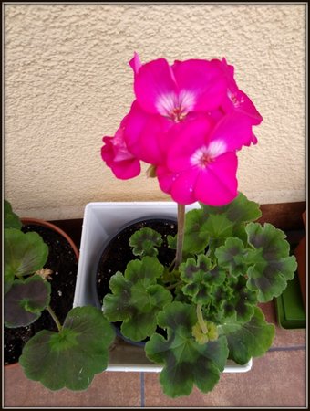 Pelargonia...jpg