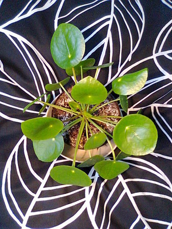 Pilea peperomioides - pieniążek.jpg