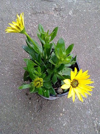 Osteospermum stokrotka afrykańska.jpg