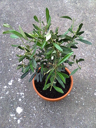 Oliwka europejska (Olea europaea).jpg