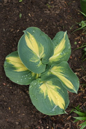 hosta.jpg