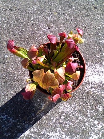 Sarracenia purpurea-kapturnica purpurowa.jpg