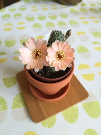 rebutia pygmaea.jpg