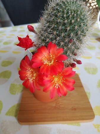 rebutia wessneriana.jpg