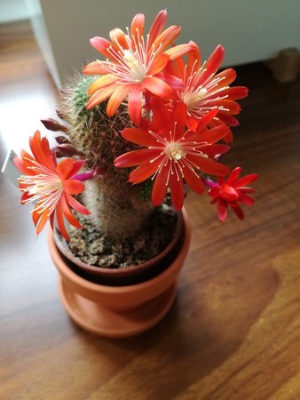 rebutia fulviseta.jpg