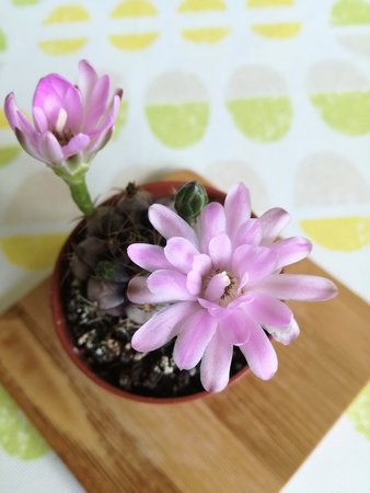 gymnocalycium mihanovichii.jpg