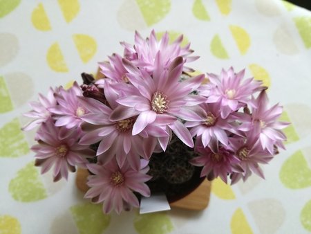 Gymnocalycium bruchii.jpg