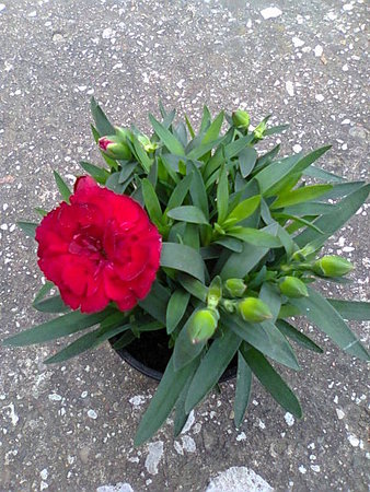 Goździk ogrodowy łac. Dianthus caryophyllus ang. Carnation.jpg