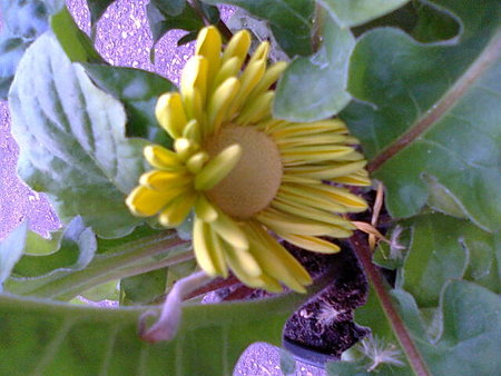 Gerbera doniczkowa.jpg