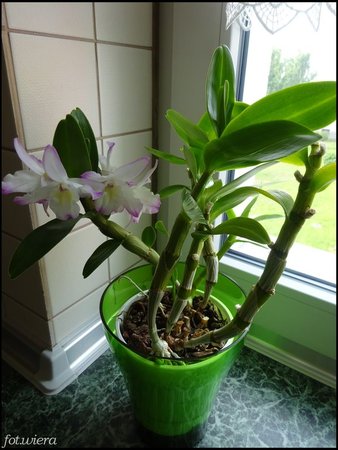 Dendrobium Nobile.jpg