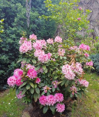 rododendron1.jpg