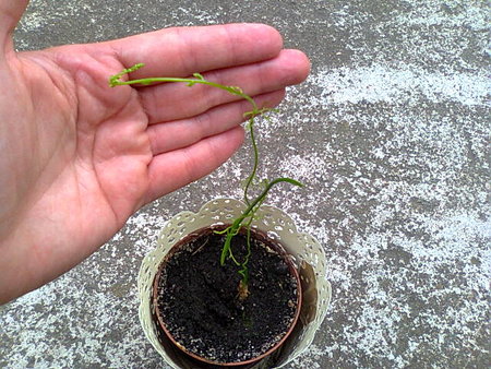 CEBULA INDYJSKA(Ornithogalum caudatum, syn. O. longibracteatum, syn. Albuca caudata) ŚNIEDEK OGONIASTY 1.jpg