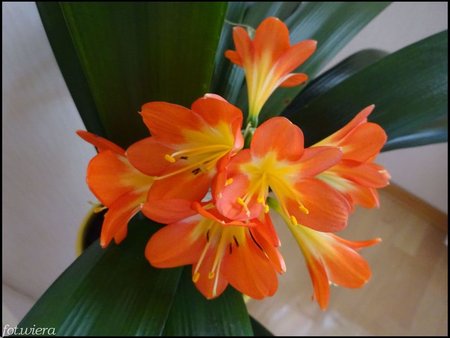 Clivia Miniata.jpg