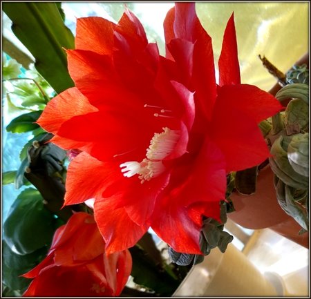 Epiphyllum ackermanii.jpg