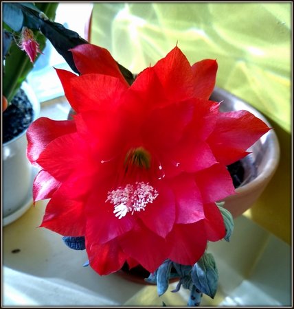 Epiphyllum akermanii,.jpg