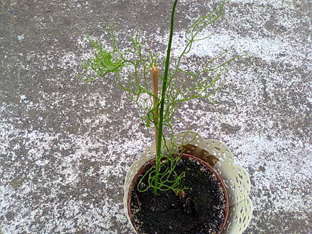 CEBULA INDYJSKA (Ornithogalum caudatum, syn. O. longibracteatum, syn. Albuca caudata) ŚNIEDEK OGONIASTY.jpg