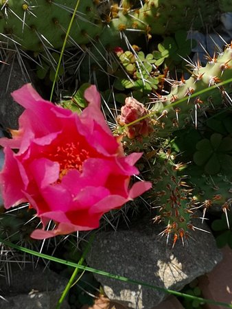 Aktinidia, kaktusy, lilia 023.jpg