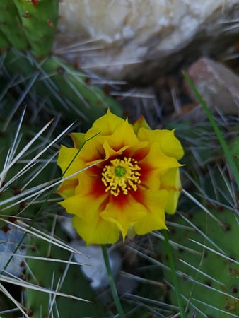 Aktinidia, kaktusy, lilia 002.jpg