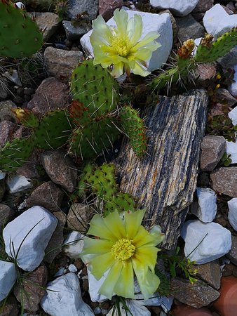 Aktinidia, kaktusy, lilia 005.jpg
