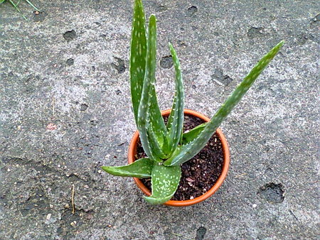 Aloes zwyczajny-Aloe vera.jpg
