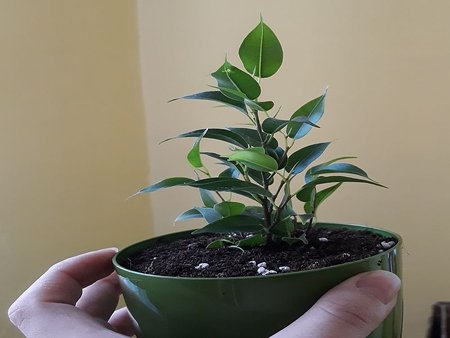 Ficus benjamina 'Green Kinky'.jpg