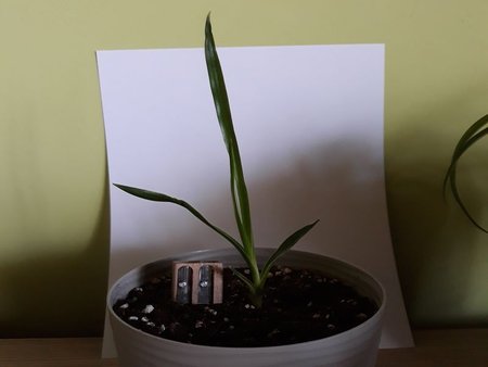 dracena nr1.jpg