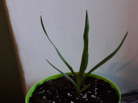 dracena nr2.jpg