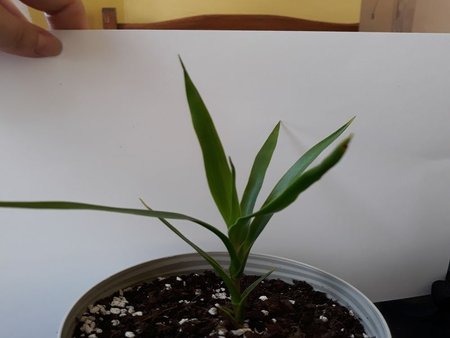 dracena nr3.jpg