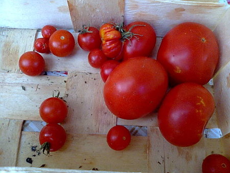 Pomidory kończy się sezon.jpg