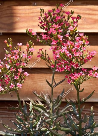 flowering-kalanchoe-spider-plant-D97YDJ.jpg