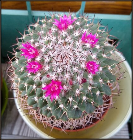 Mammillaria.jpg