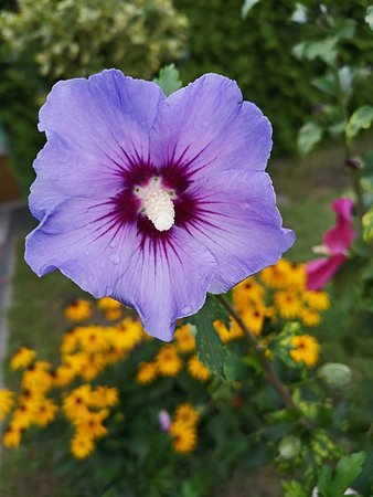 Hibiskus bagienny i inne 010.jpg