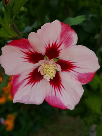 Hibiskus bagienny i inne 009.jpg