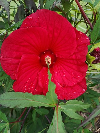 Hibiskus bagienny i inne 004.jpg