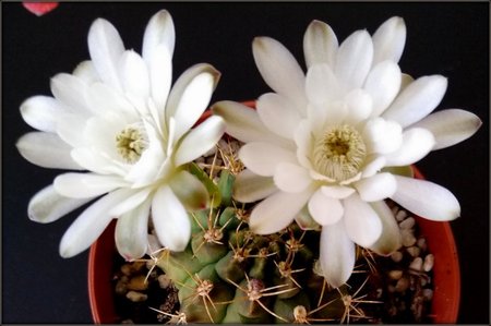 Gymnocalycium platense..jpg