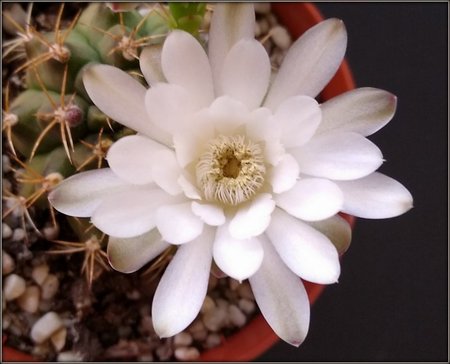 Gymnocalycium.jpg