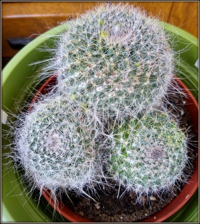 Rebutia senilis.jpg