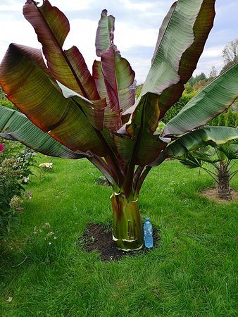 Ensete Ventricosum Maurelli 002.jpg