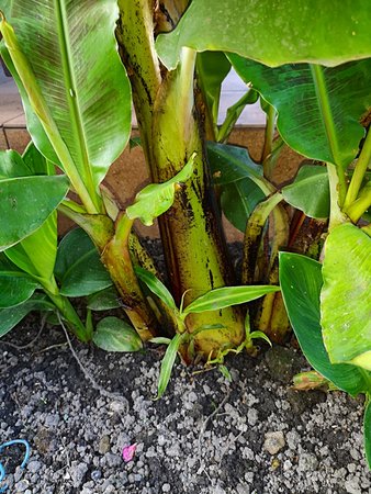 Bananowce i trawy 002.jpg