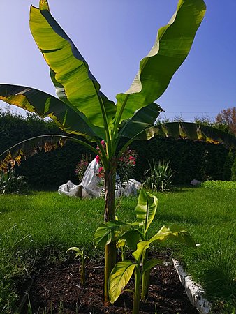 Bananowce i trawy 006.jpg