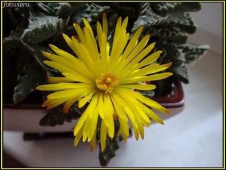 Faucaria tuberculosa.jpg